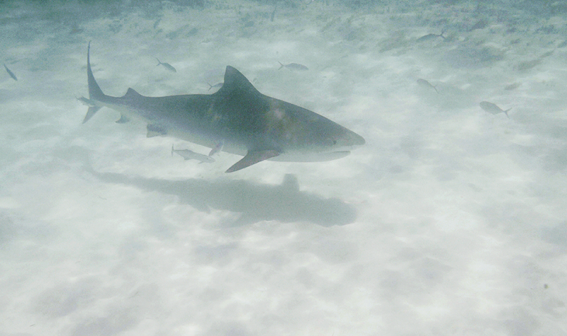 tiger shark in the Bahamas - informal wedding photographer