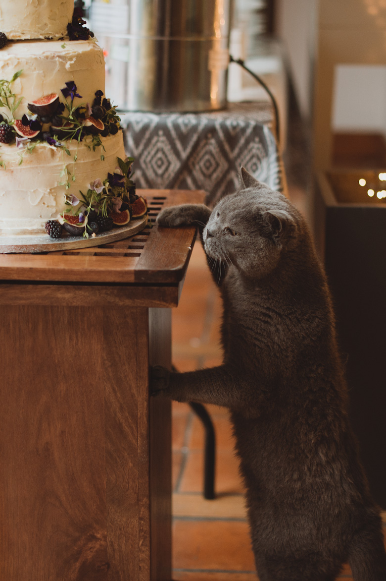 intimate ceremony wedding Bourne End by the river - cat reaching out for cake